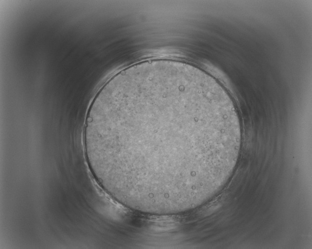 X0000082681338200702161648