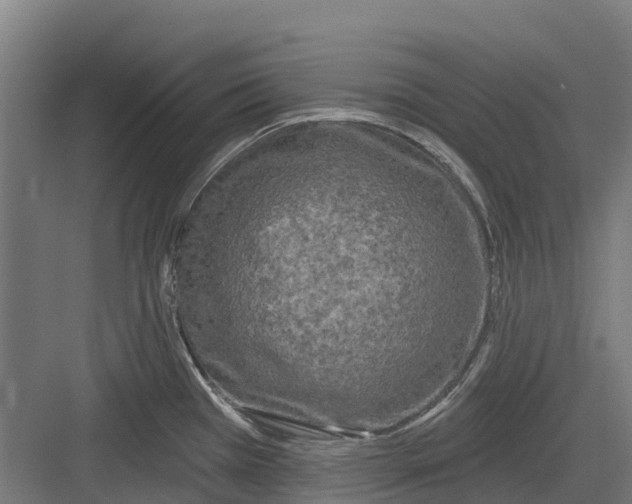 X0000082681385200702161647