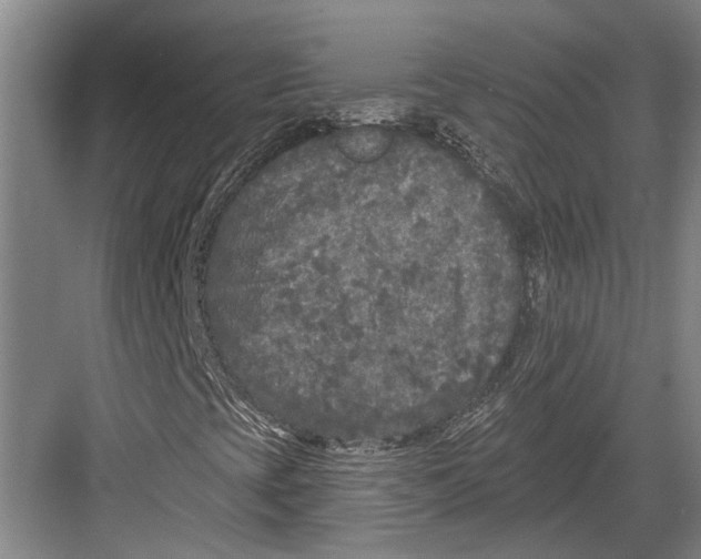 X0000082681393200702161646