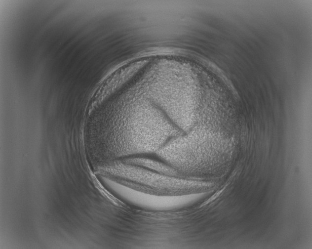 X0000082681417200702161646