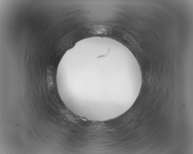 X0000082681442200702161646