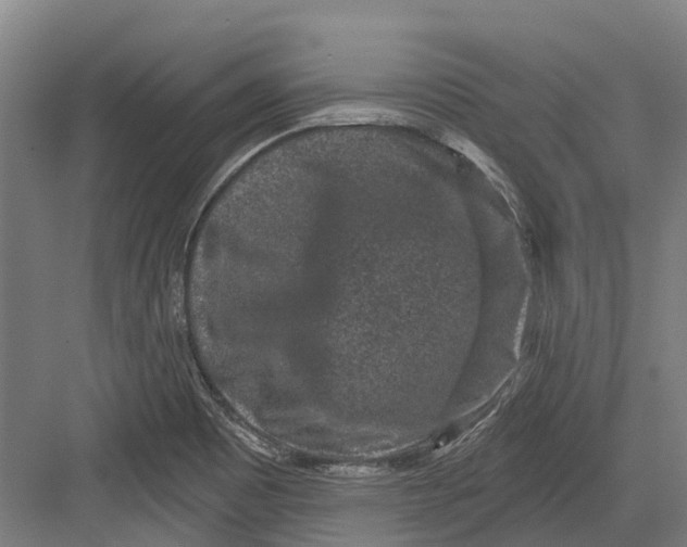 X0000082681465200702161645