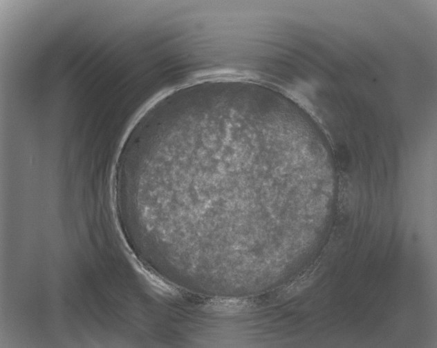 X0000082681474200702161645