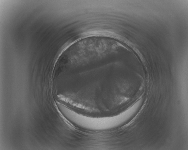 X0000082681529200702161645