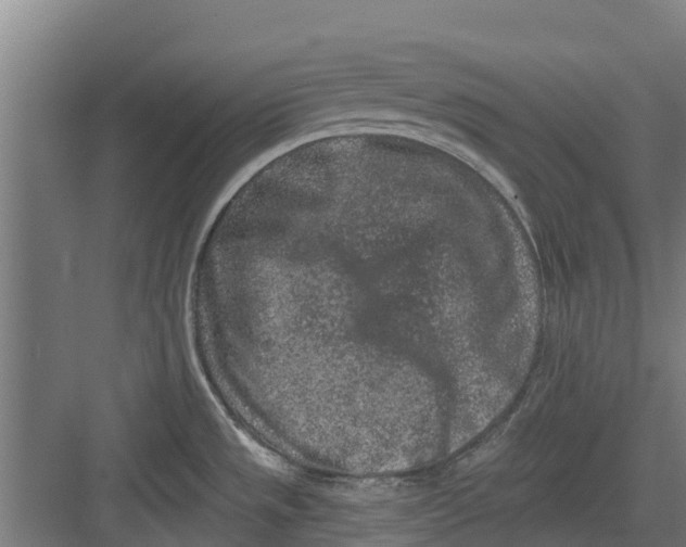 X0000082681533200702161645