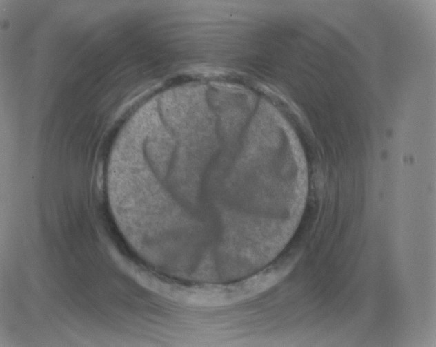 X0000082680024200702232149