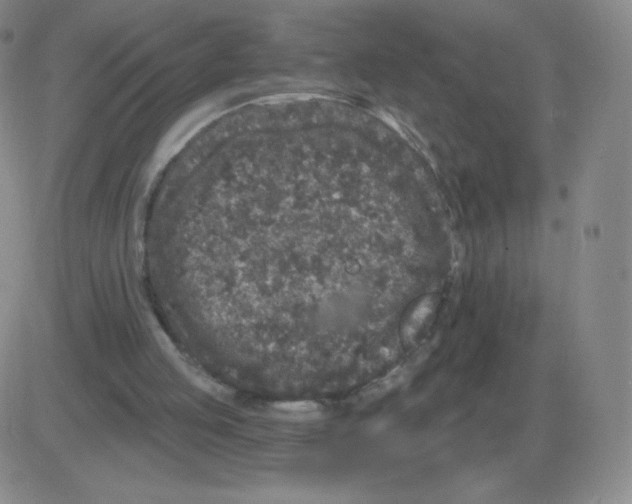 X0000082680053200702232148