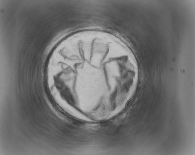 X0000082680055200702232148