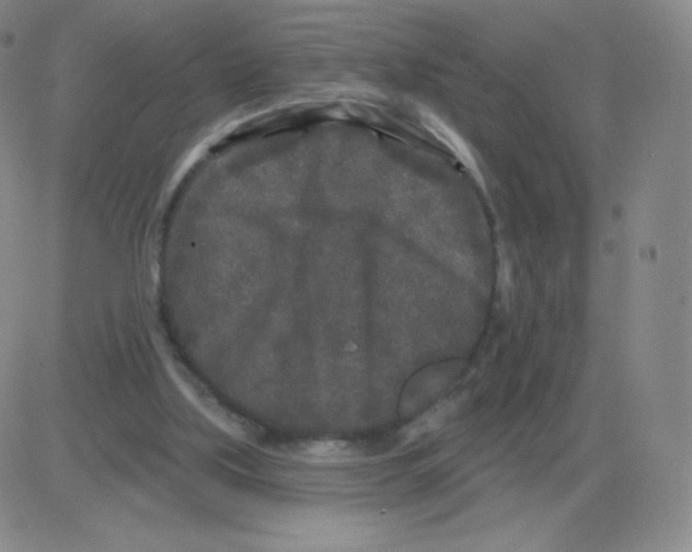 X0000082680059200702232148