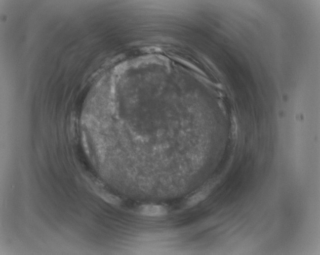 X0000082680169200702232147