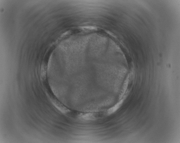 X0000082680186200702232147