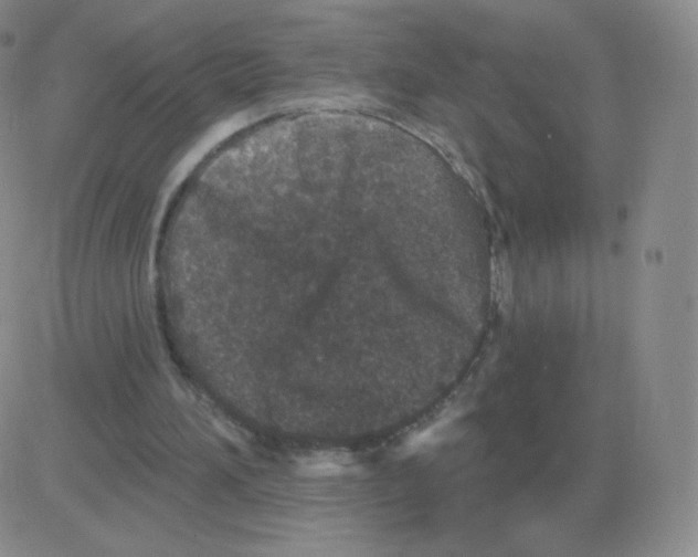 X0000082680196200702232147