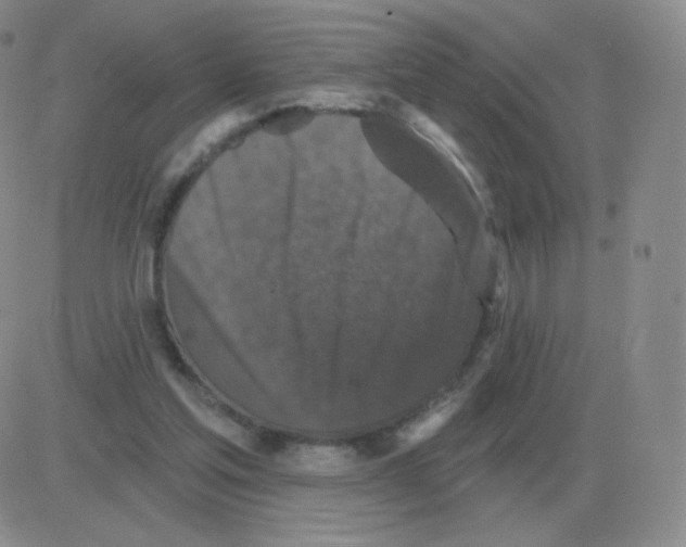 X0000082680205200702232146