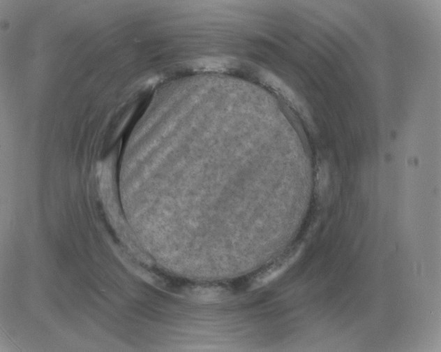 X0000082680209200702232146