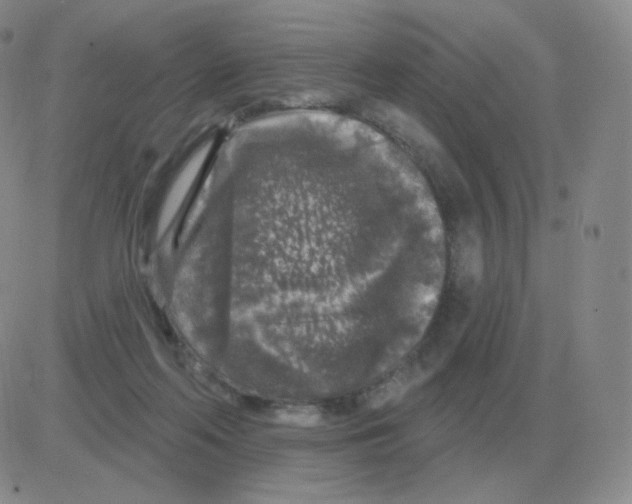 X0000082680214200702232146