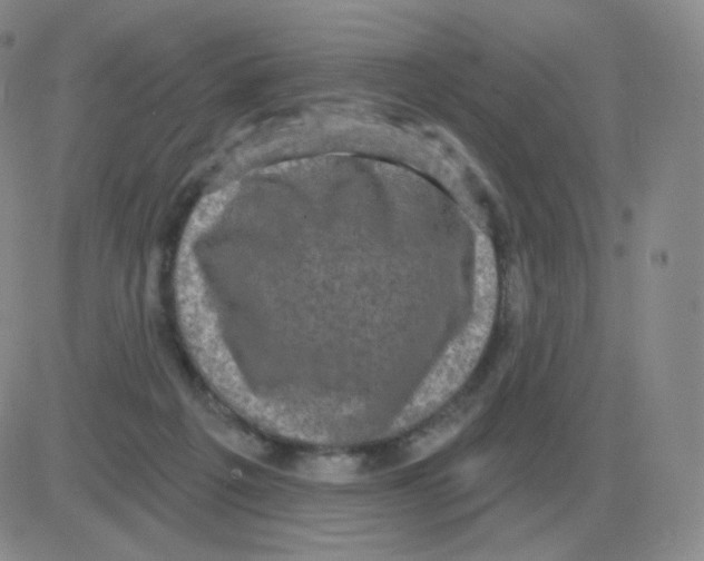 X0000082680217200702232146