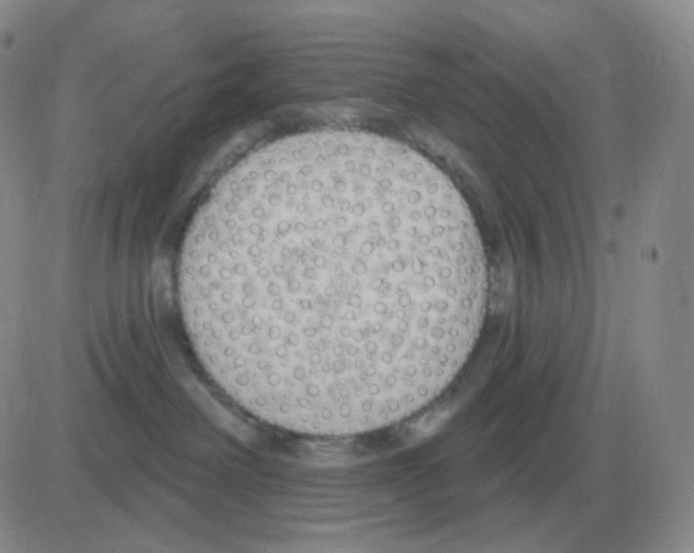 X0000082680238200702232146