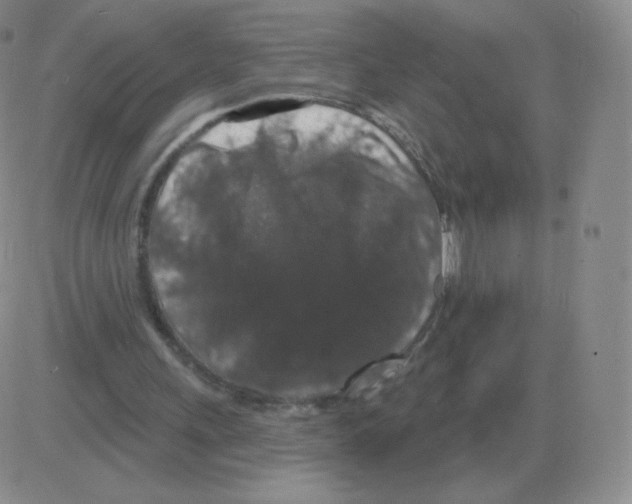 X0000082680243200702232145