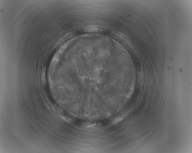 X0000082680267200702232145