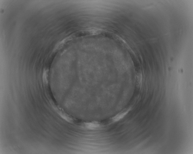 X0000082680286200702232146