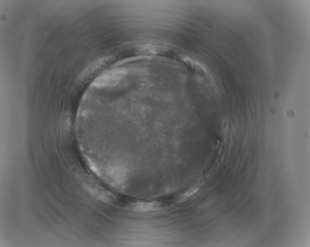 X0000082680314200702232145