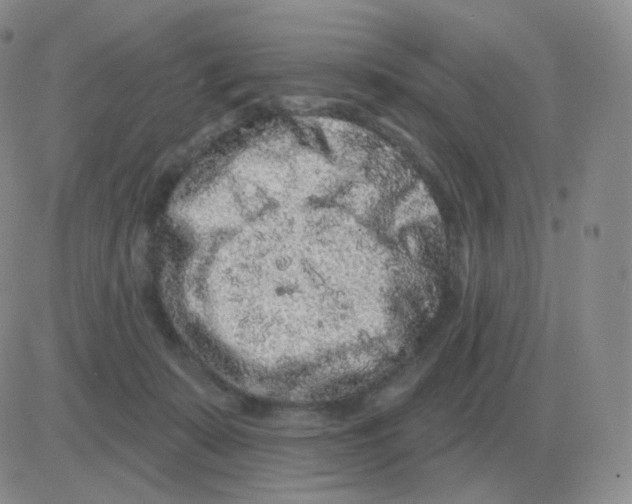 X0000082680319200702232144