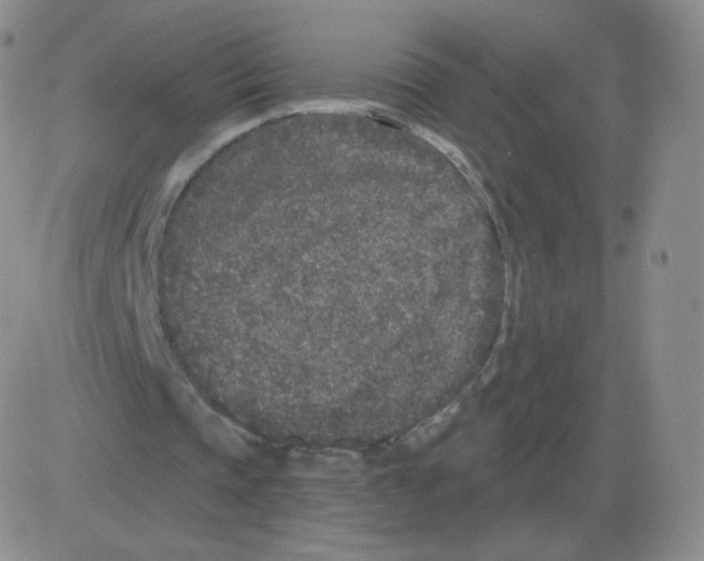 X0000082680337200702232143