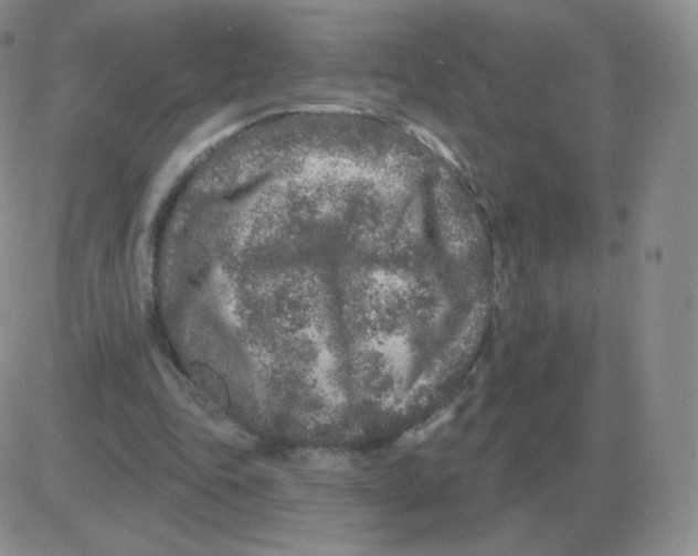 X0000082680343200702232144