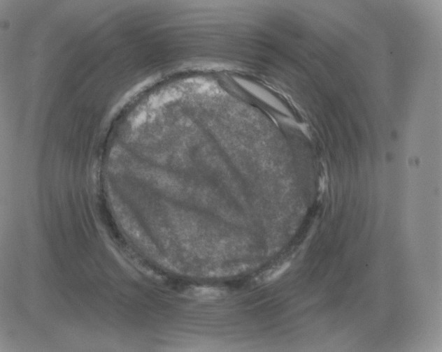 X0000082680352200702232144