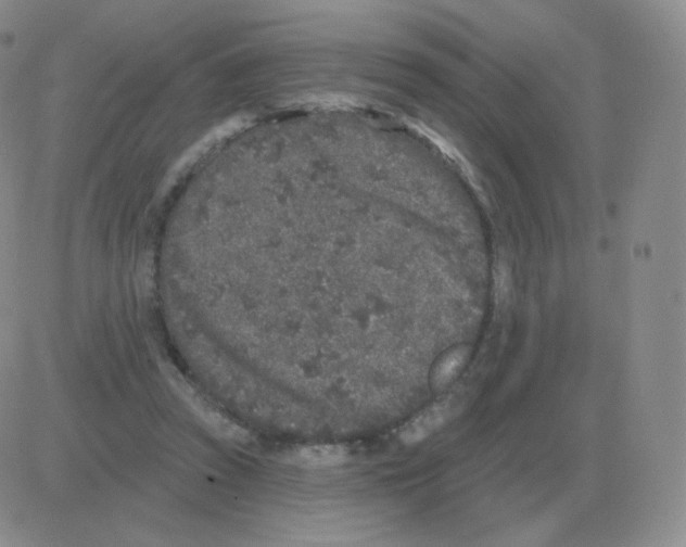 X0000082680353200702232144