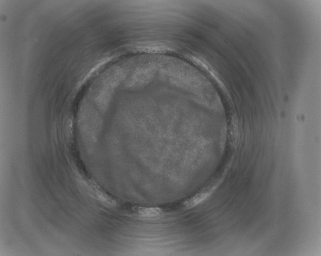 X0000082680355200702232144