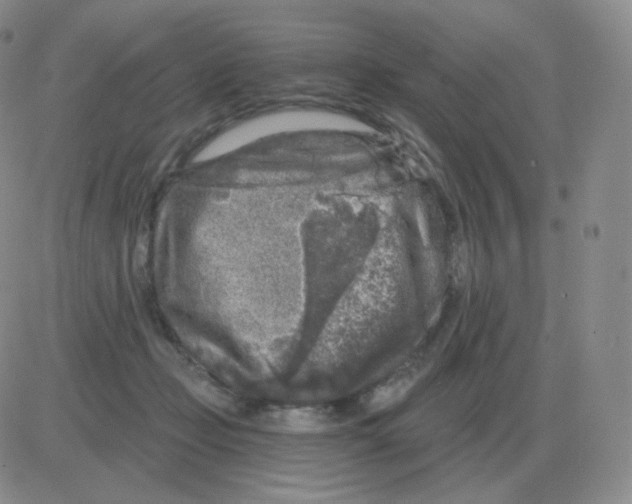 X0000082680365200702232144