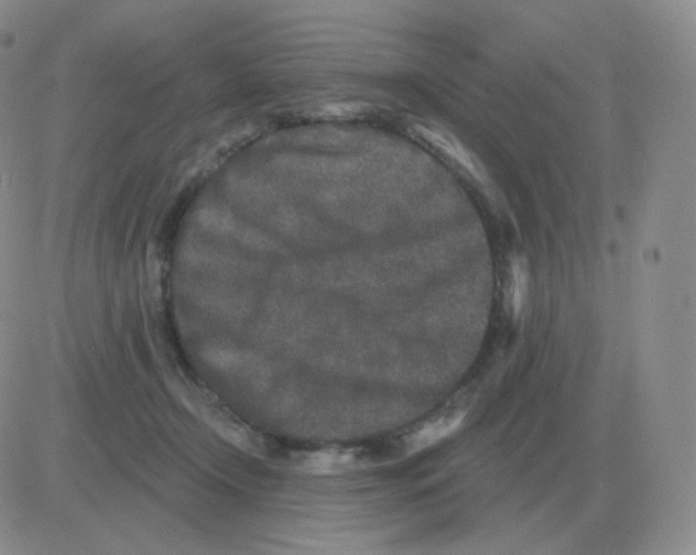 X0000082680366200702232144