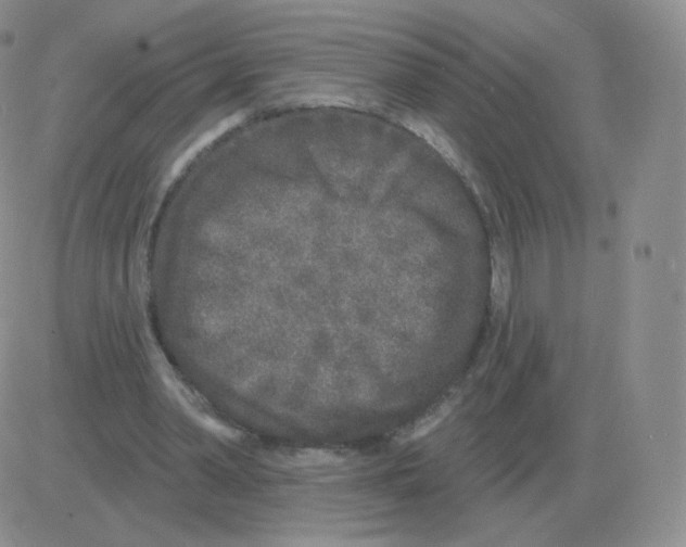 X0000082680390200702232143