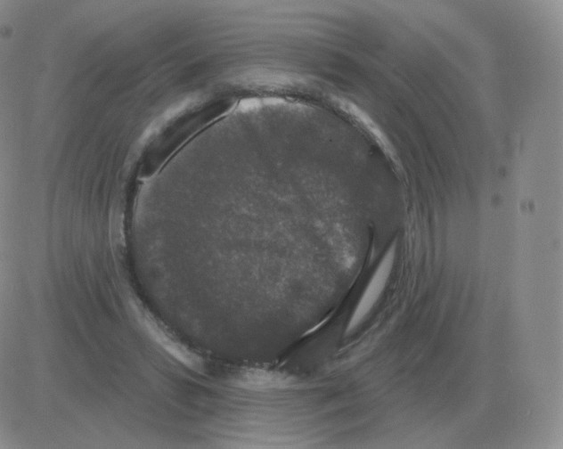 X0000082680399200702232143