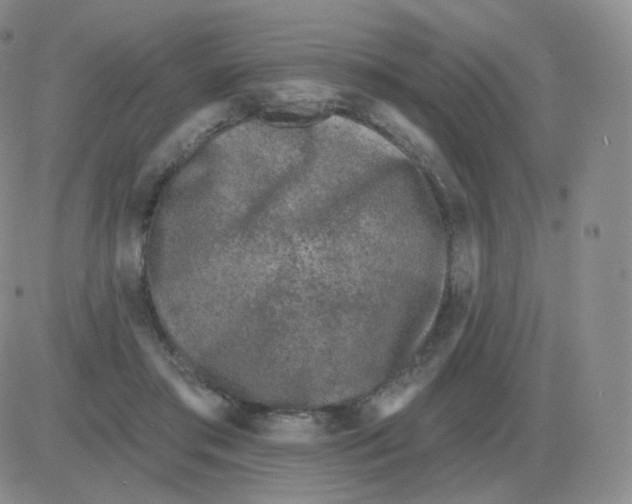 X0000082680405200702232143