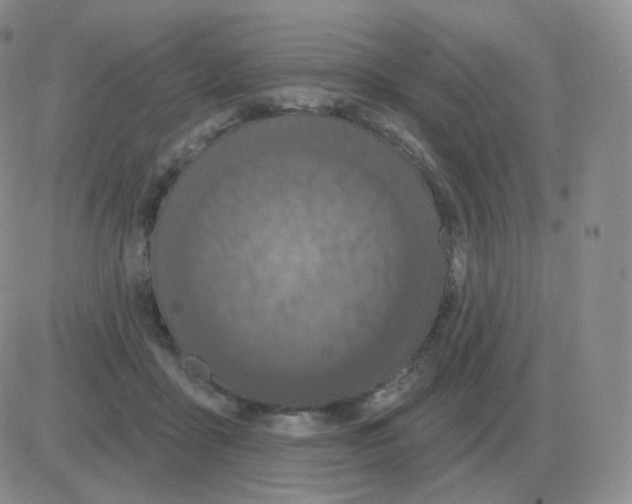 X0000082680411200702232143