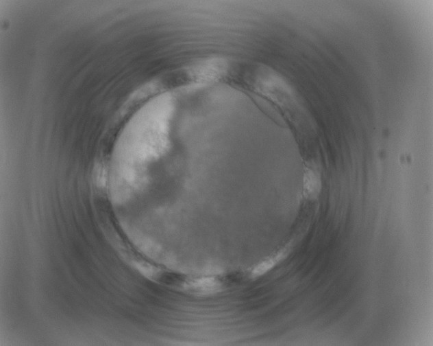 X0000082680431200702232143