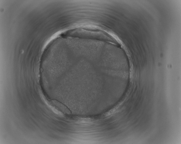 X0000082680438200702232142