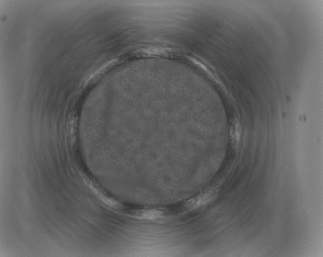 X0000082680462200702232142