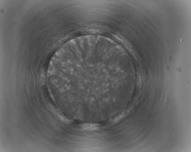 X0000082680465200702232142