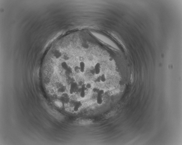 X0000082680491200702232142