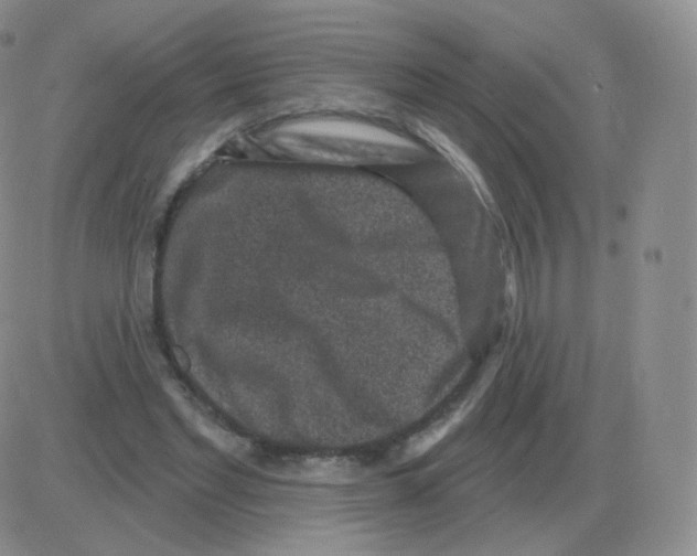 X0000082680493200702232142