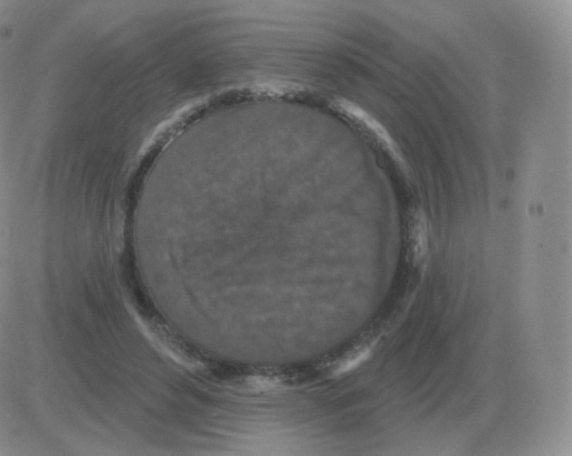 X0000082680496200702232142