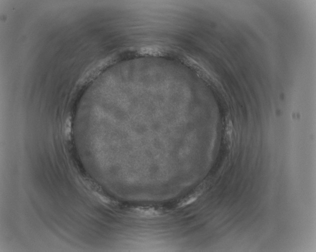 X0000082680502200702232141