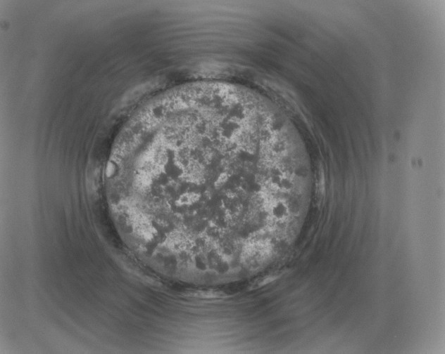 X0000082680503200702232141