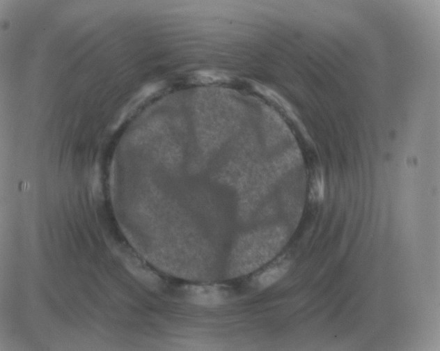 X0000082680524200702232141