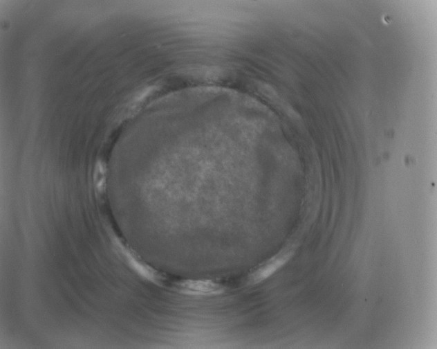 X0000082680528200702232141