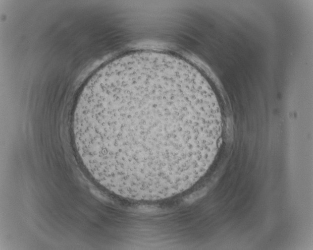 X0000082680529200702232140