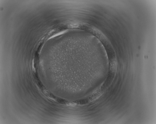 X0000082680598200702232140